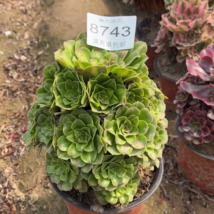 8743琉璃的多肉的