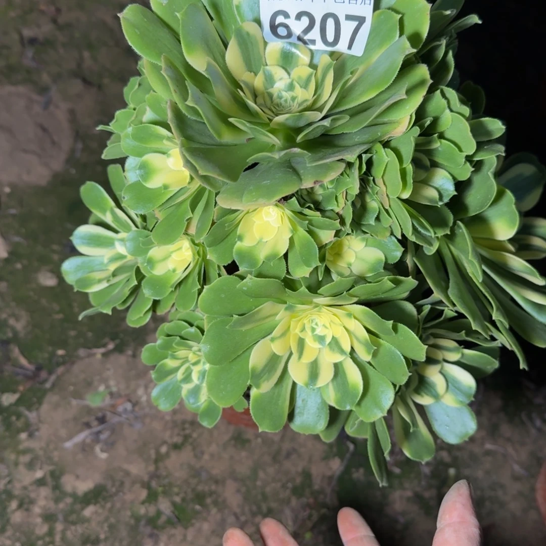 6207辛尼亚不包断枝