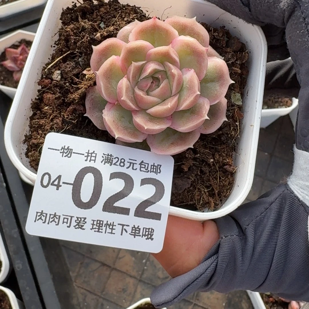 水晶虾饺无盆土发货