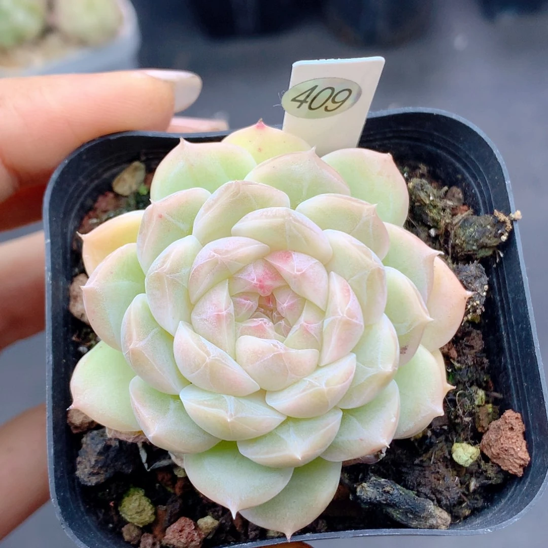 58包邮  群生不包整409