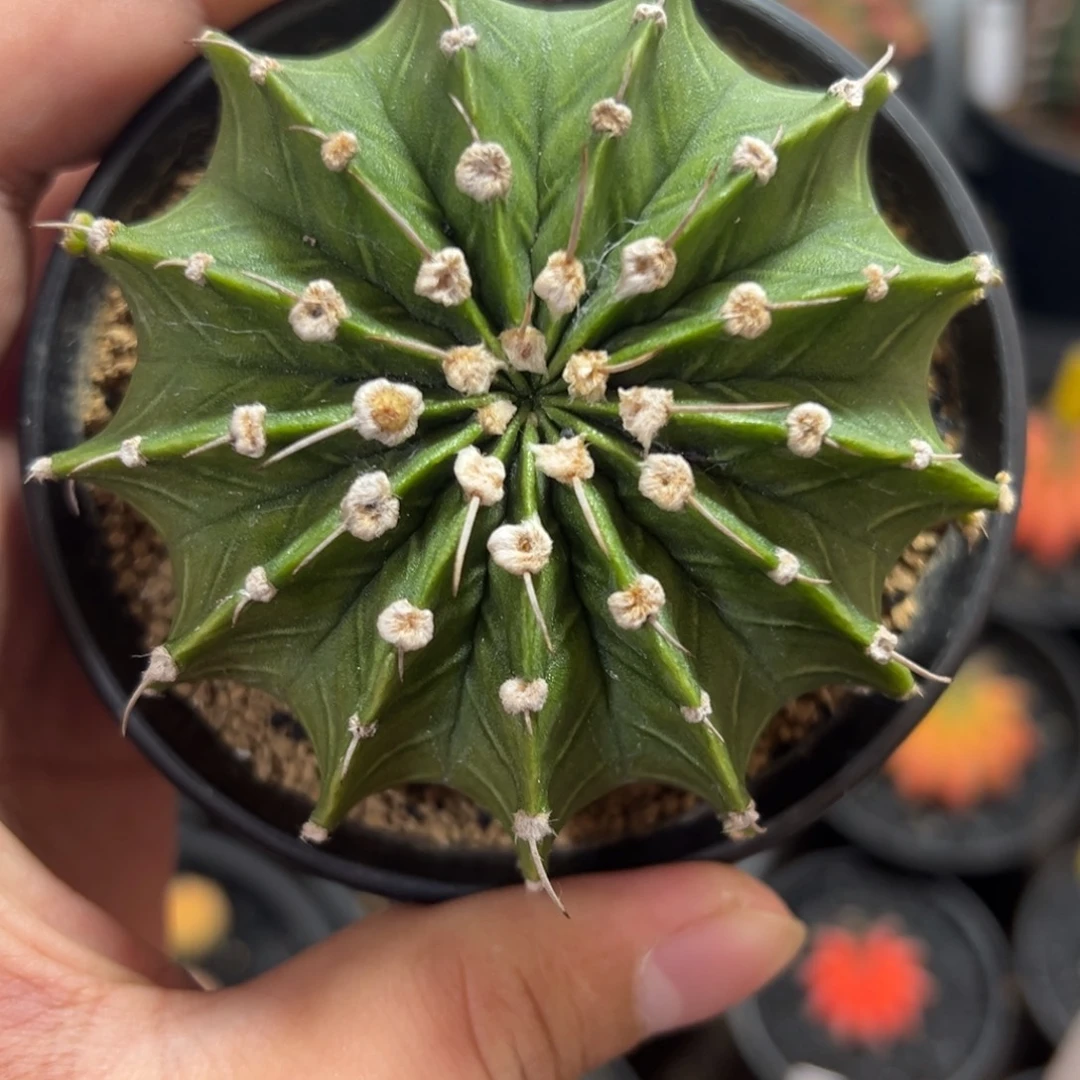 13棱大肋骨—国庆特价