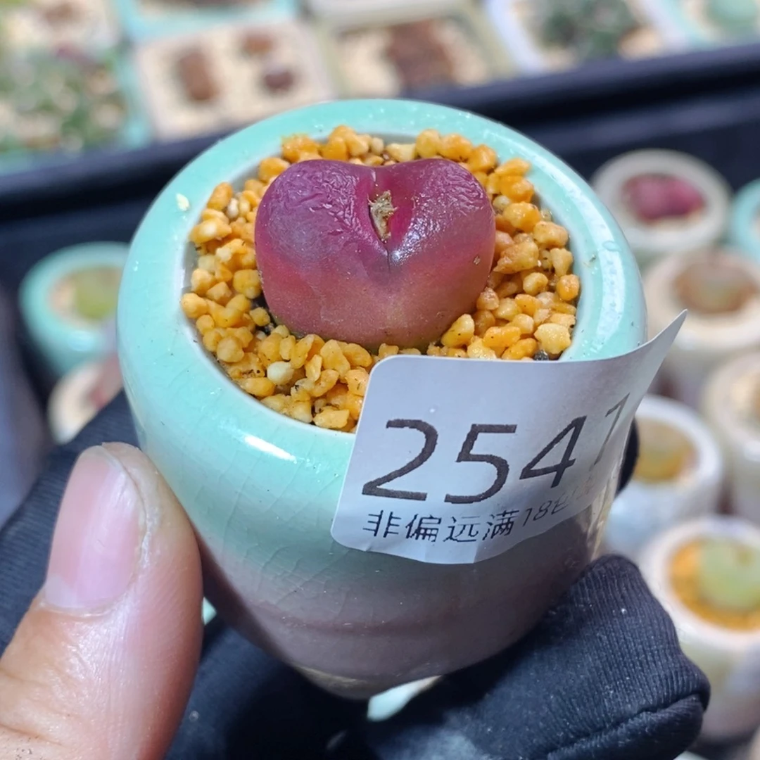 2541--一物一拍 带盆