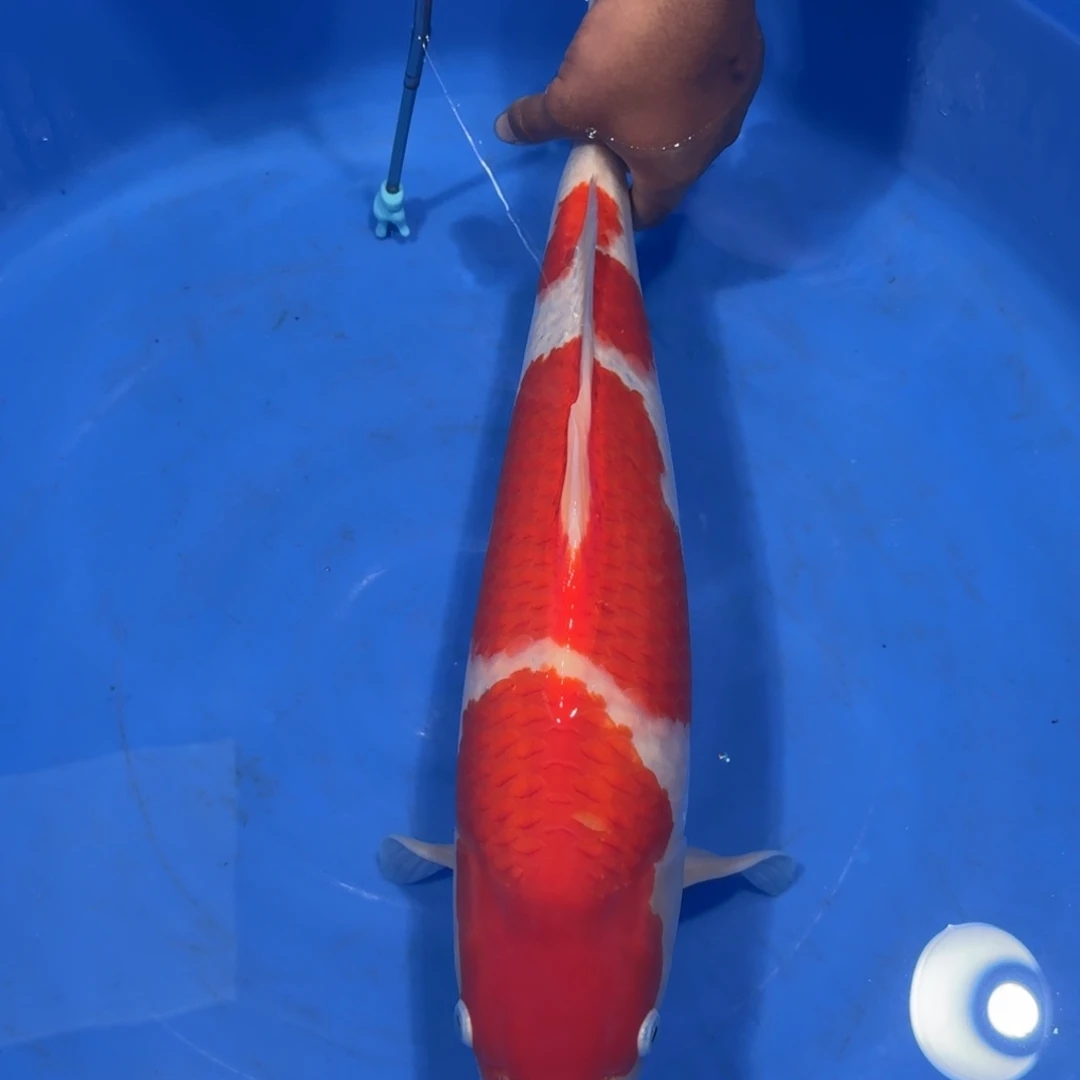 丿***风锦鲤阪井红白雪球公