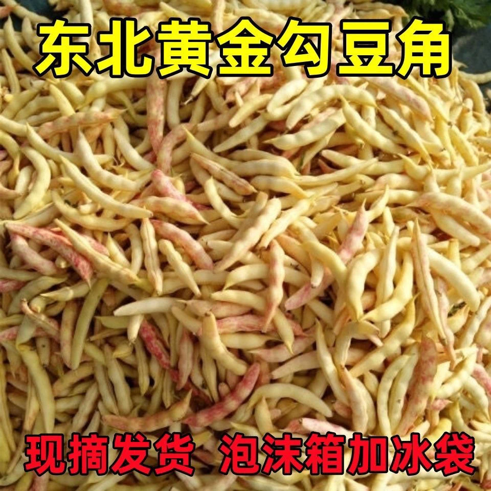 东北黄金勾豆角，新鲜采摘现摘现发，鼓豆好吃面开锅烂