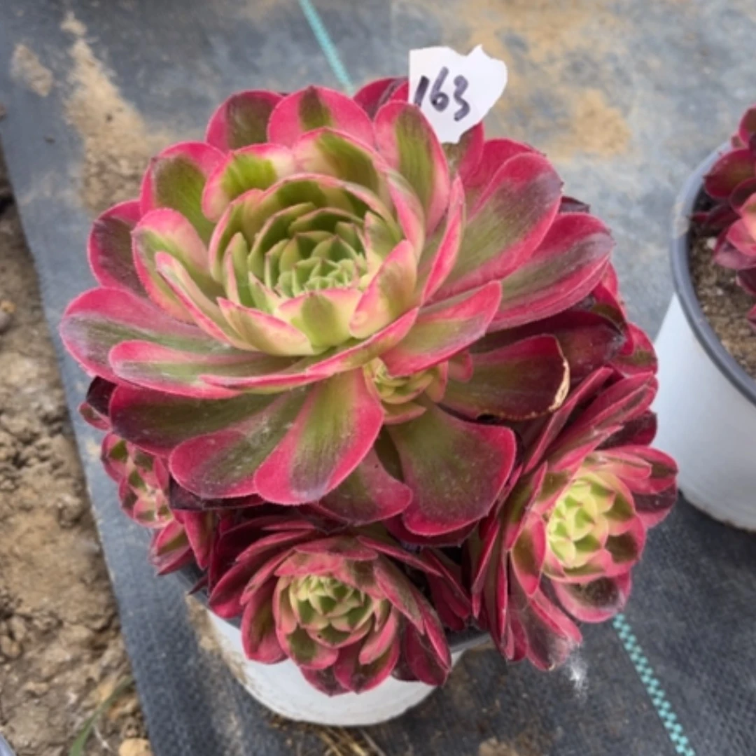 【闪购商品】163荔枝多肉法师