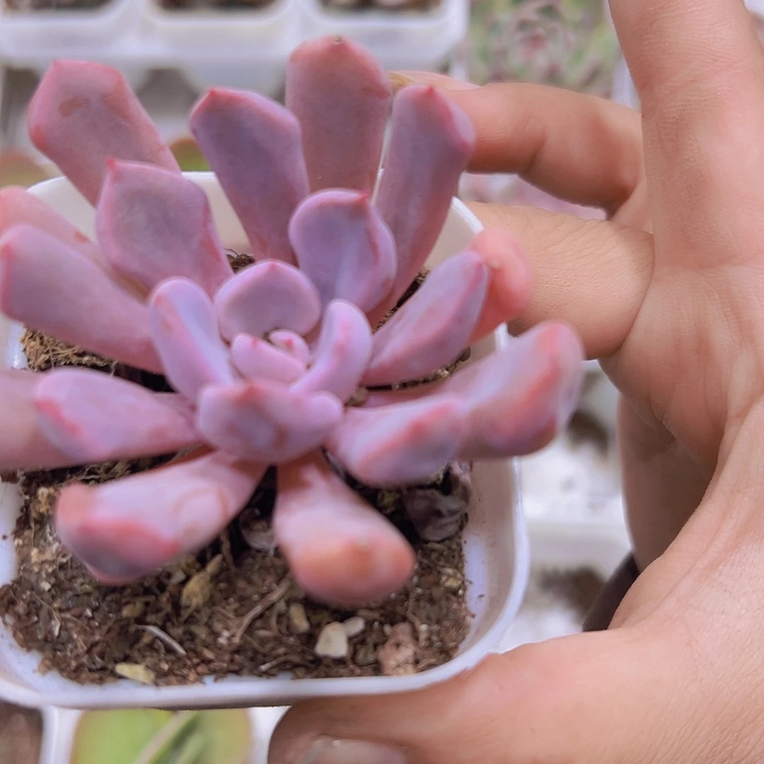 丘比特19包邮多肉植物