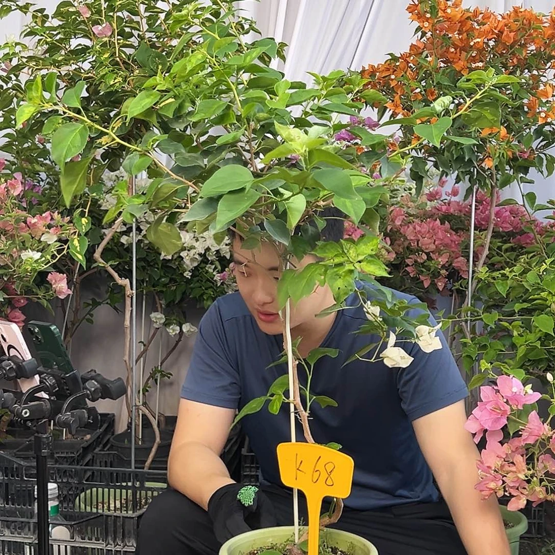 这***冷当前无花栽培后可以开花K68暗丽