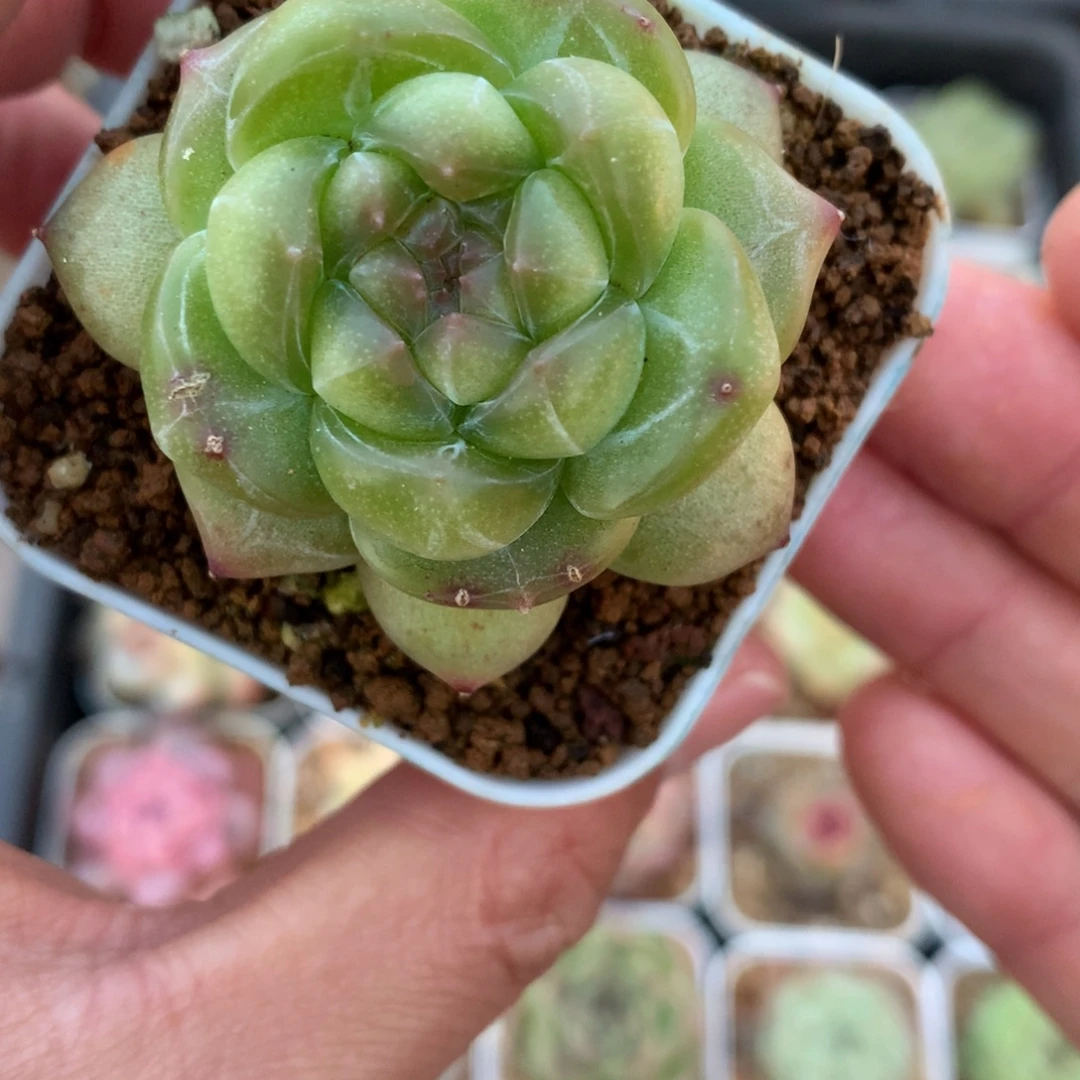 绿透体。   包子珍妮。  5号