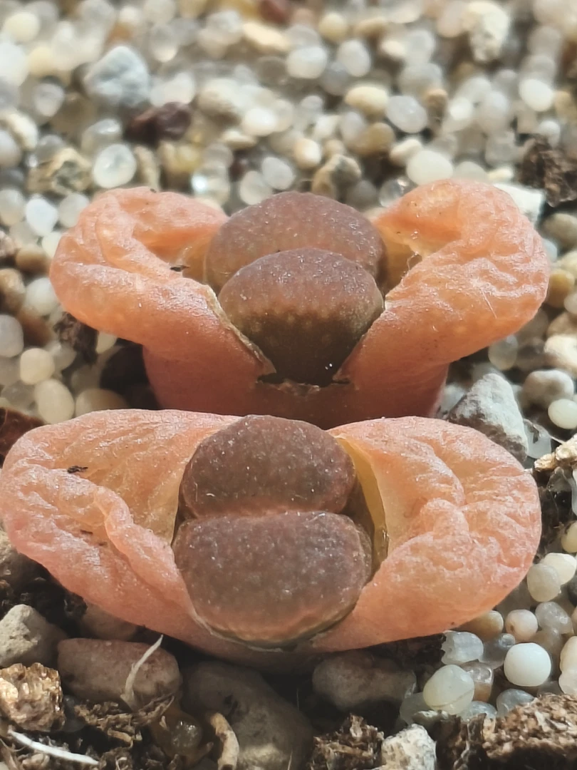 翻窗风铃 超好看