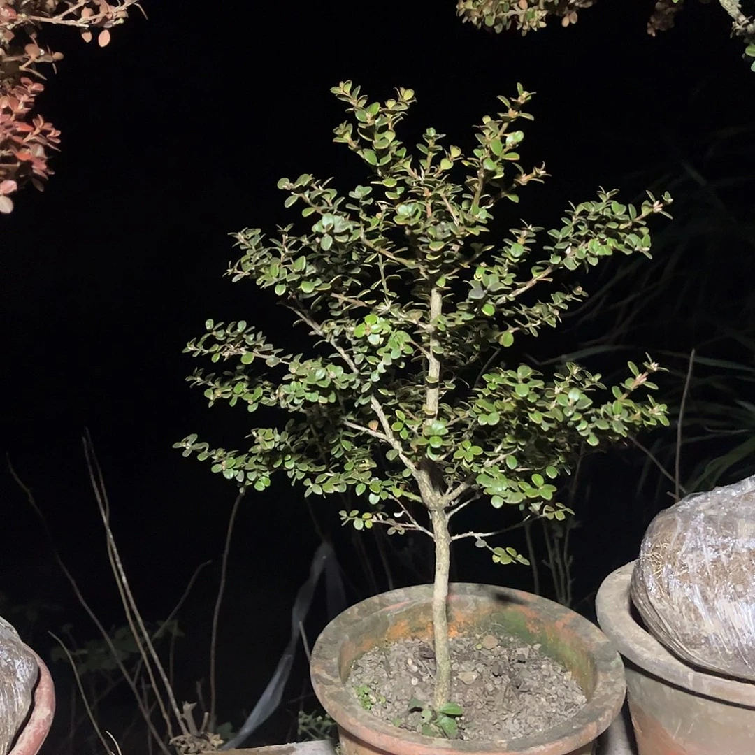 龙****无花朵安徽珍珠黄杨