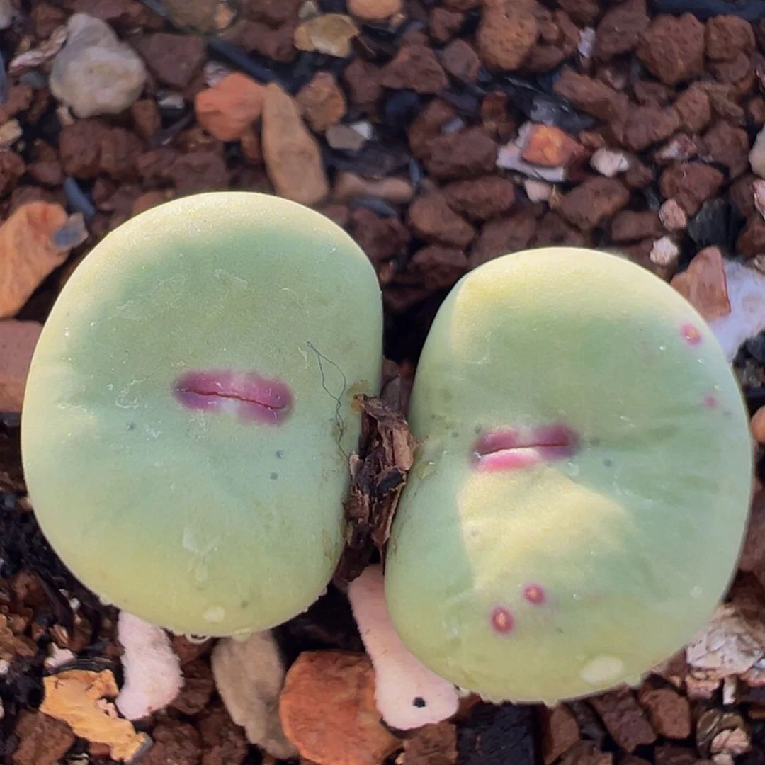 136多肉植物百科植物