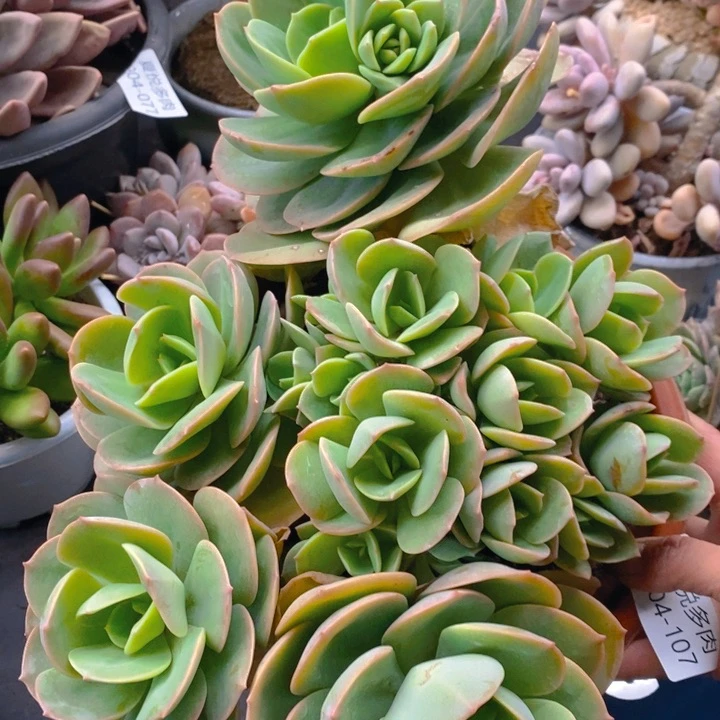 夏悦多肉 0304-107趴趴熊