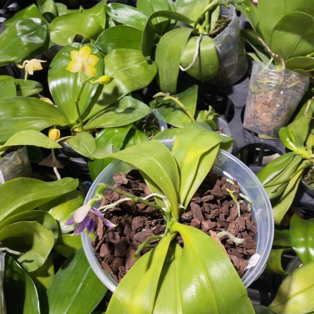 无花朵蝴蝶兰原生5.5
