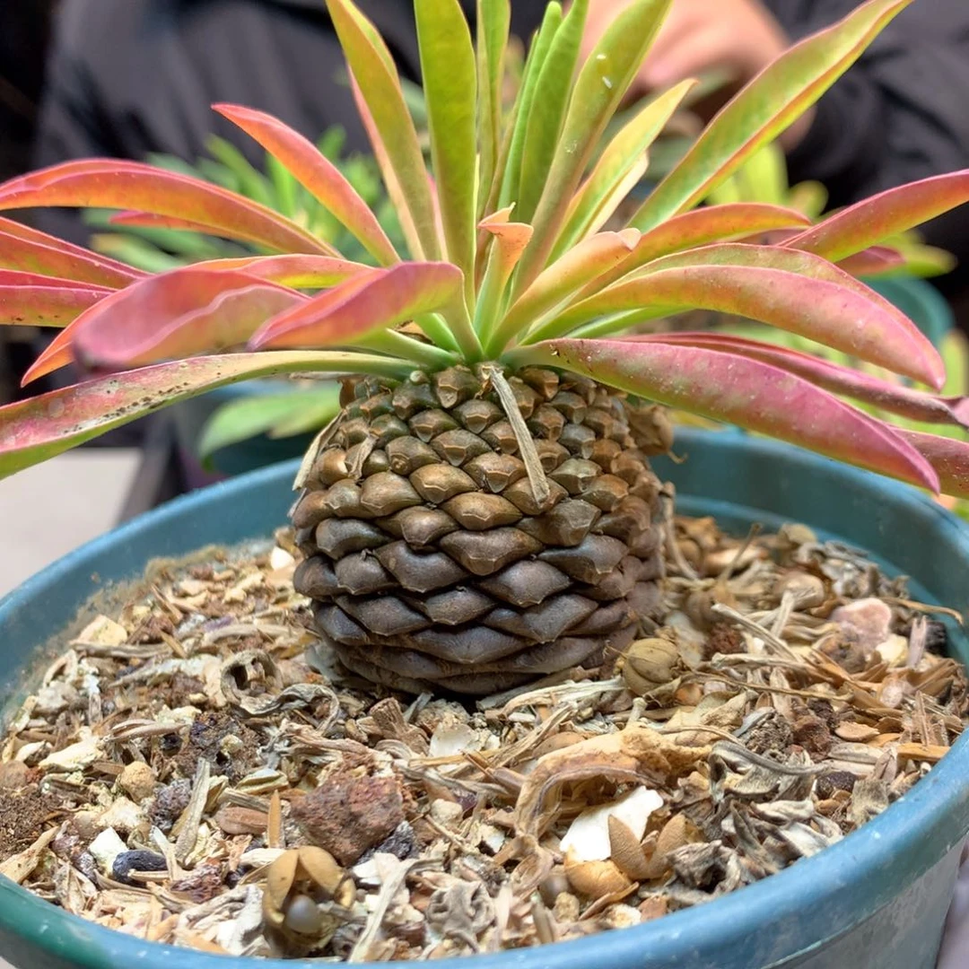 实生 铁甲丸4公分起发