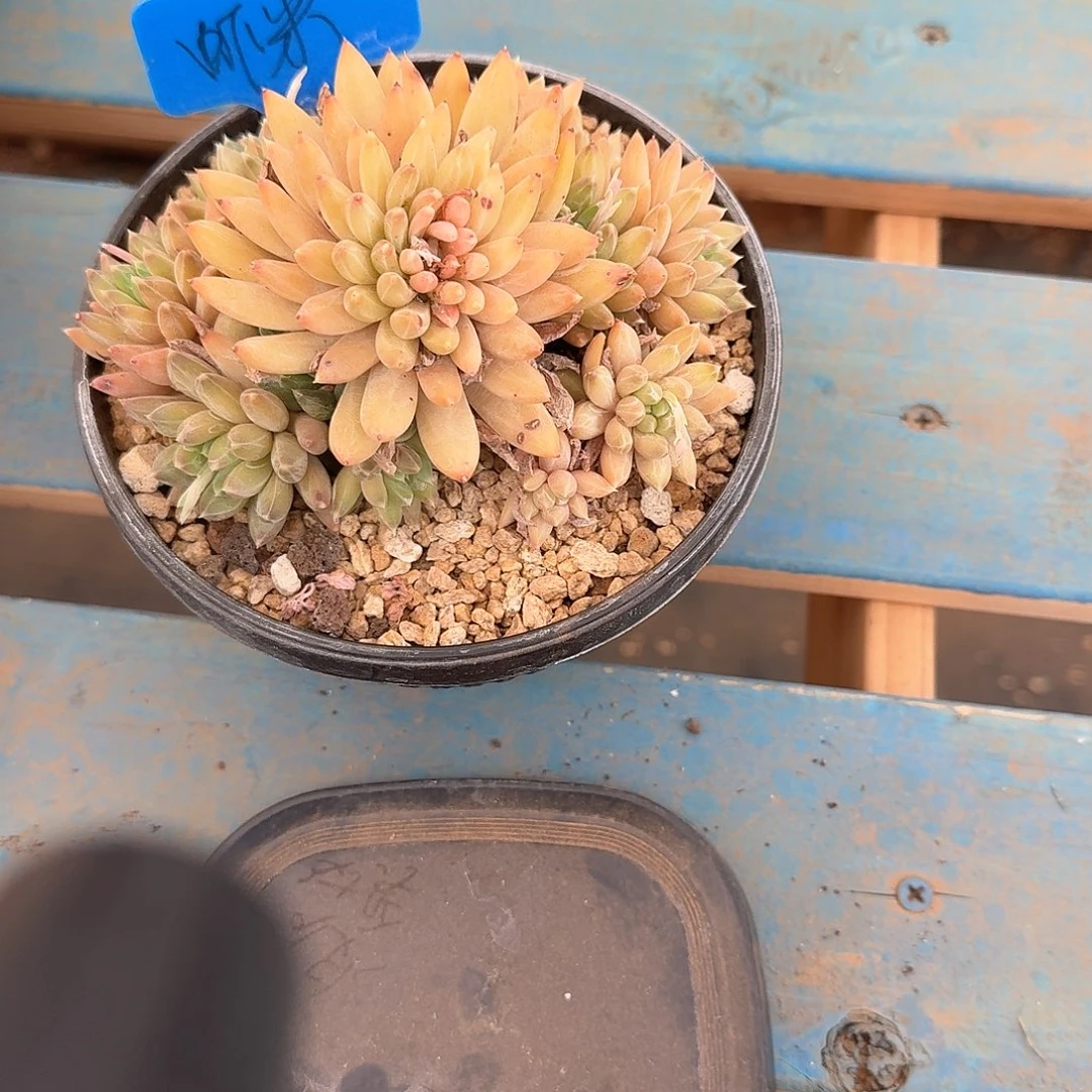 星际迷航多肉一物一拍