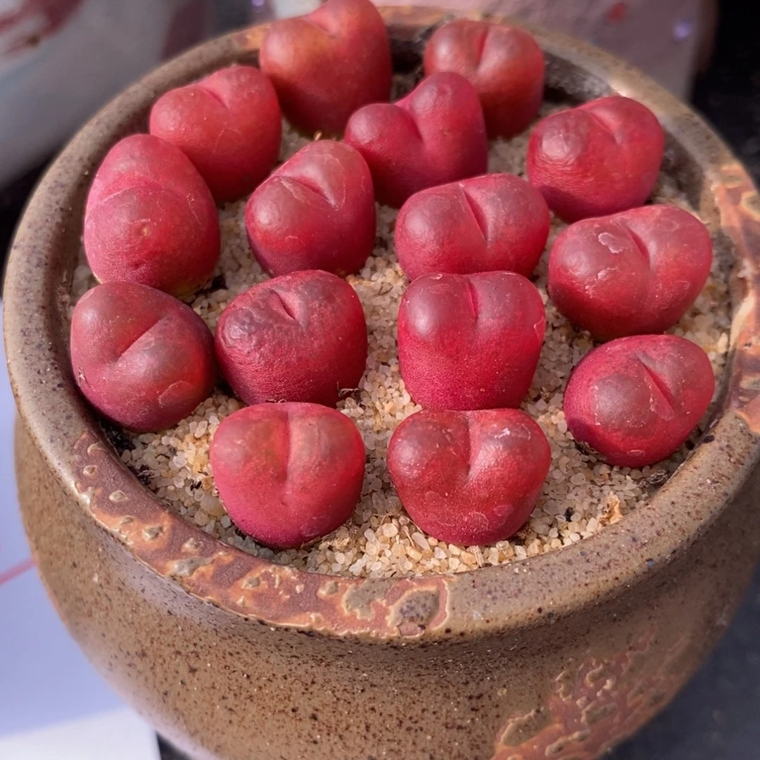 吕氏红宝石一颗。