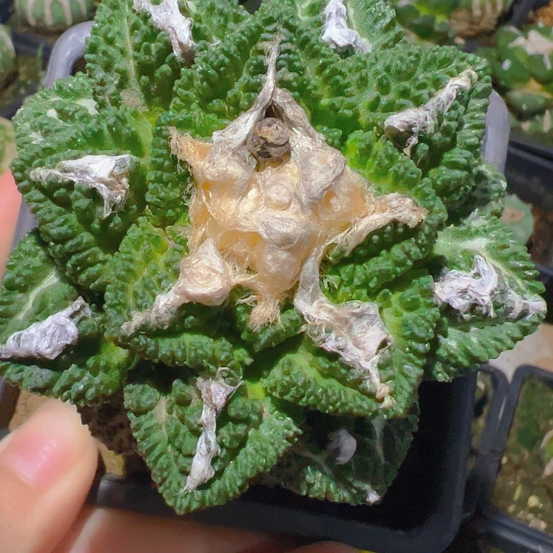 龟甲牡丹苗接七公分