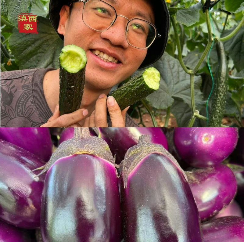 [纸箱包装]现摘菜篮子（高原黄瓜+灯泡茄子）（大青茄+灯泡茄子）包邮