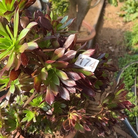 ****º多肉植物一个黑法174