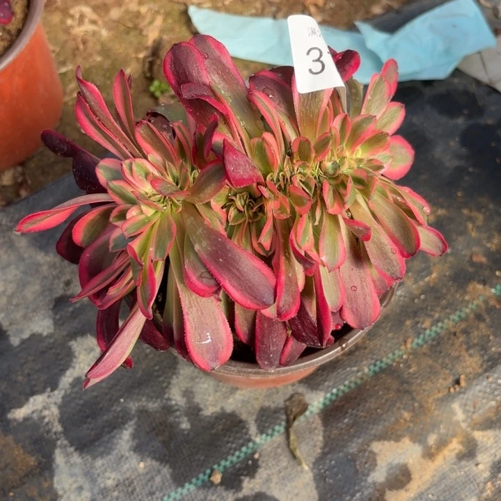 美杜莎坠多肉法师3115