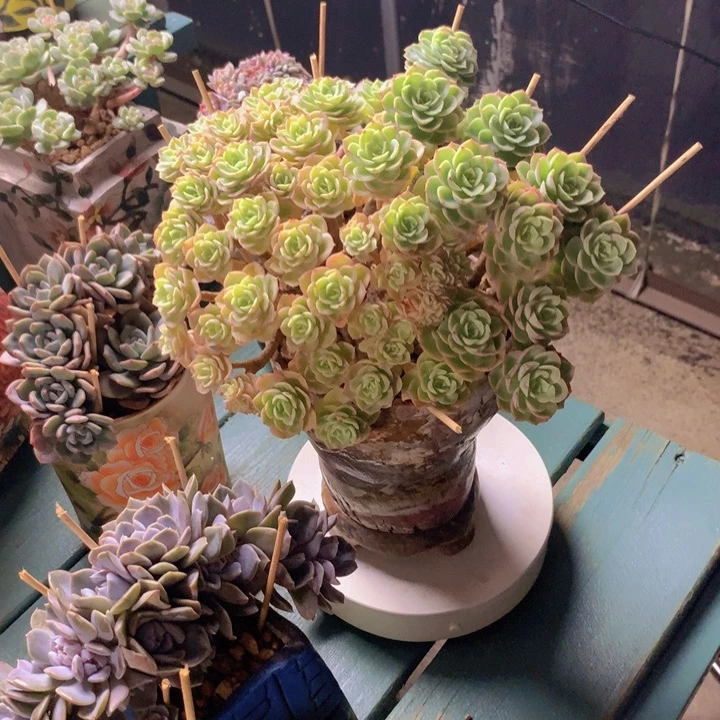 哈密瓜朵朵自然群小树无砍