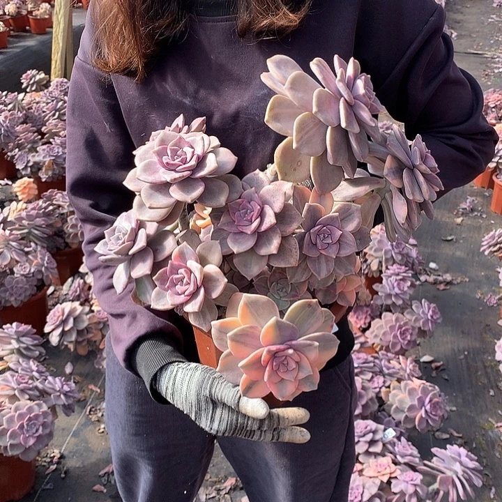 706 紫乐锦 一物一拍