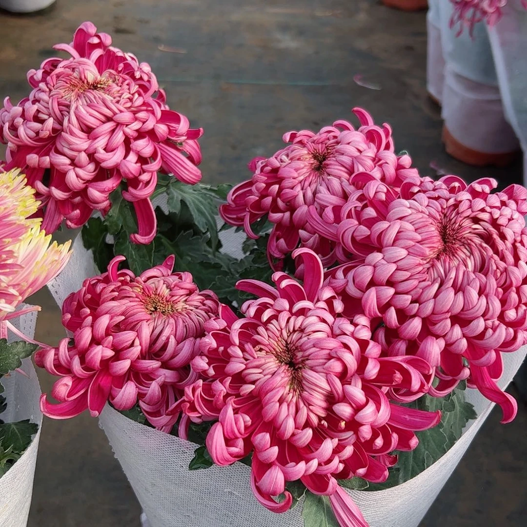 完全开放东海花王