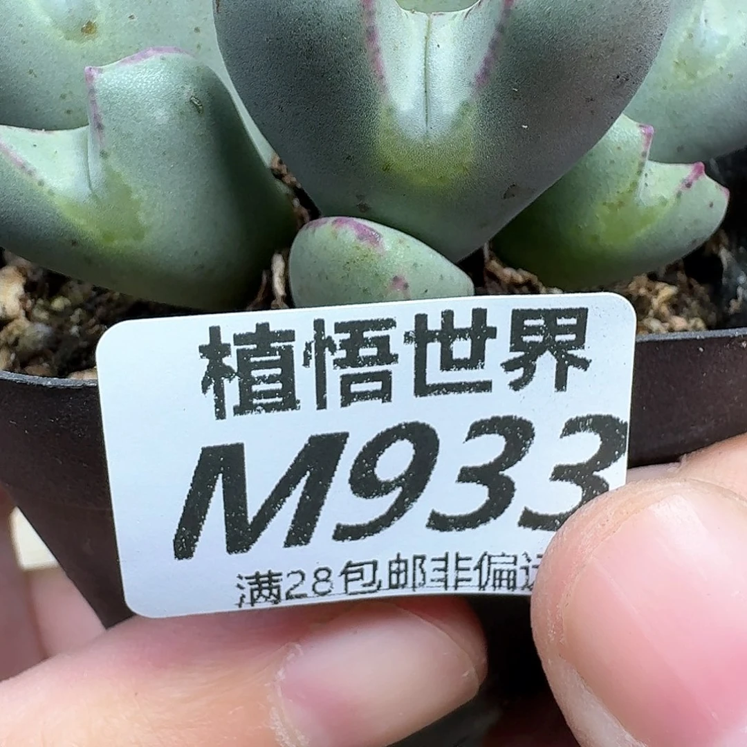 多肉植物的润泽吃vh