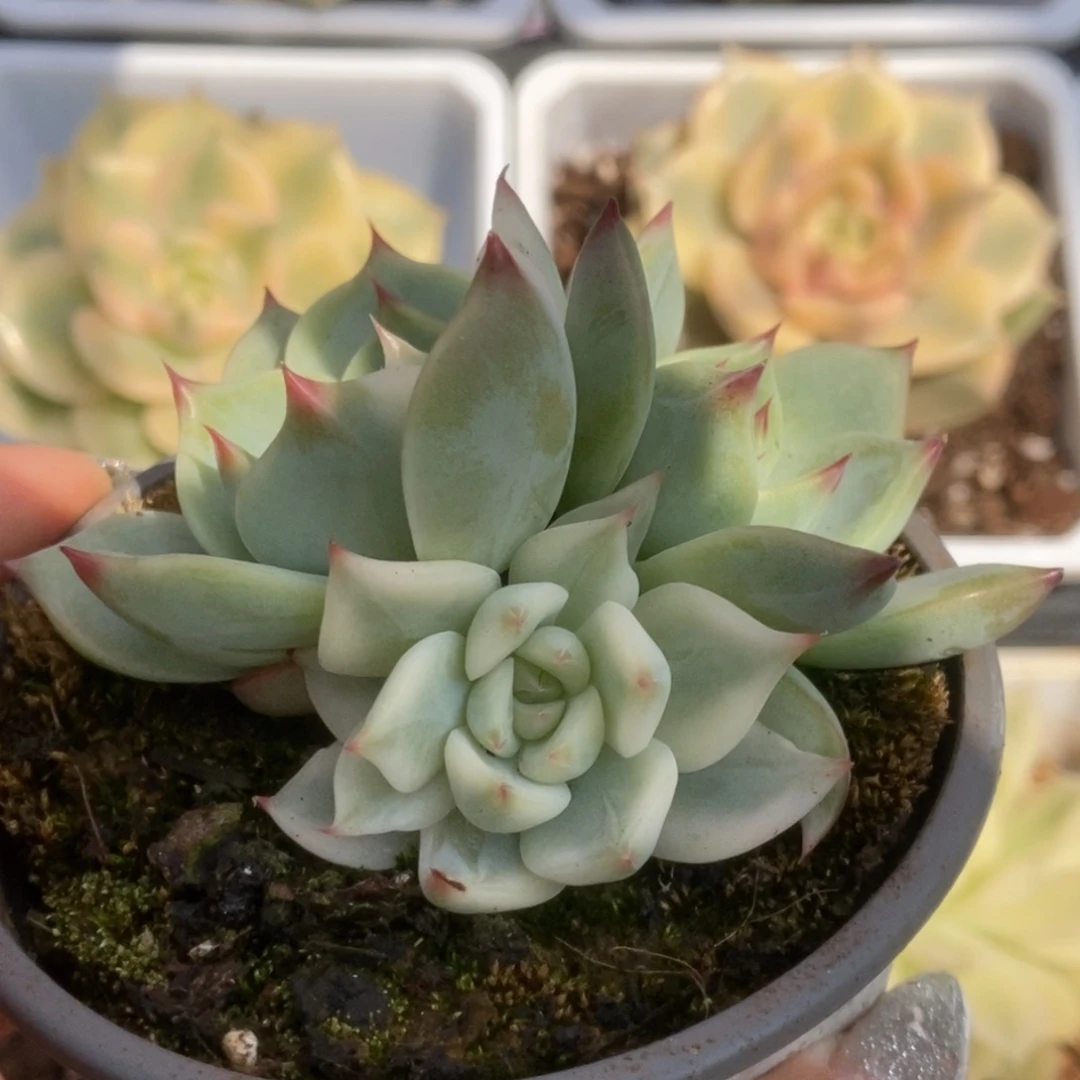042锦锦锦锦锦锦锦锦