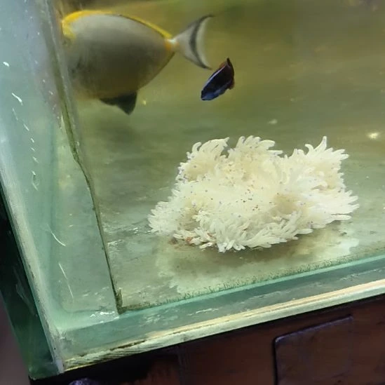 ，飘飘，葵，哨兵，顺丰快递