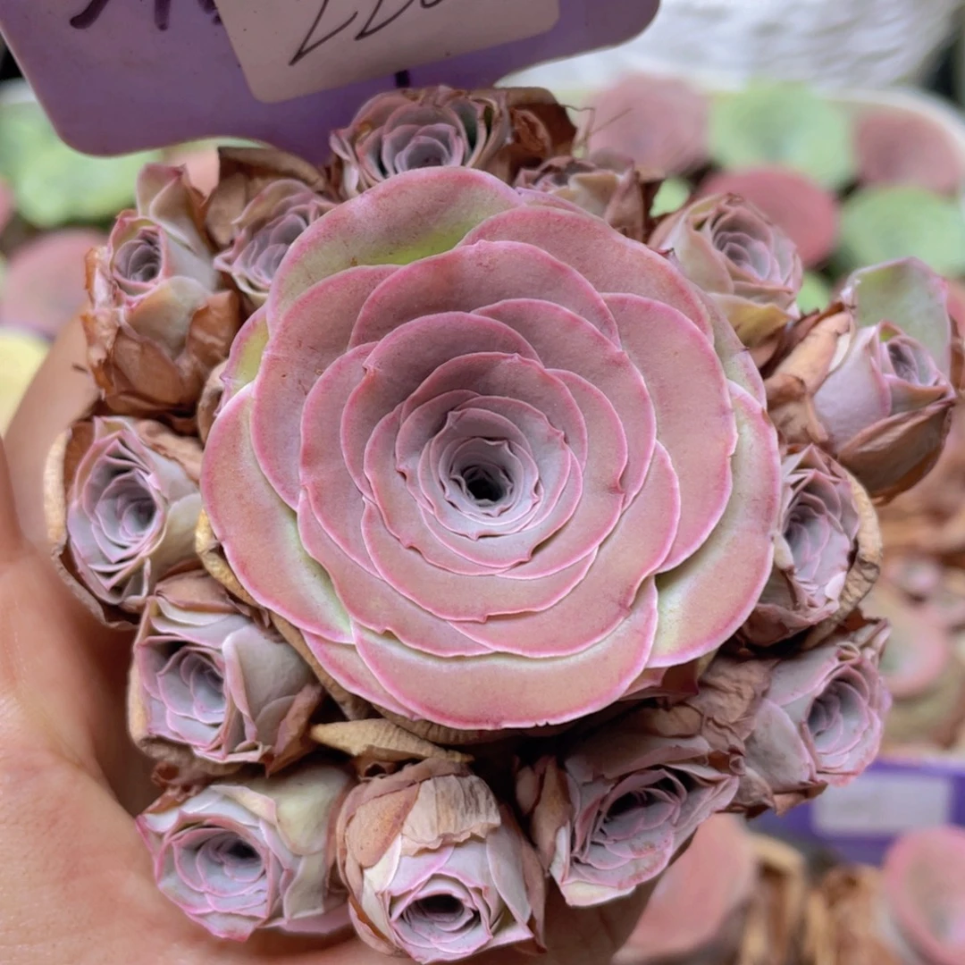 山地玫瑰J220断枝不包损不售后