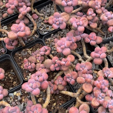 腰子蛋飘枝。