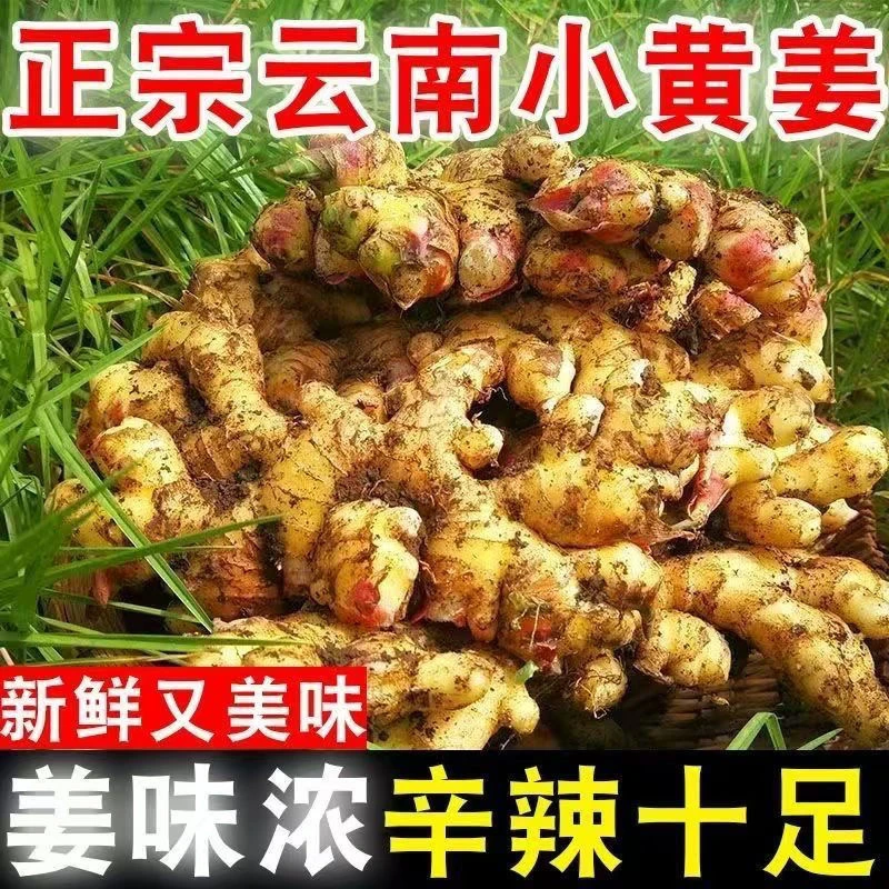 云南高山新鲜小黄姜现挖新姜姜味浓郁炮姜糖醋姜1-9斤