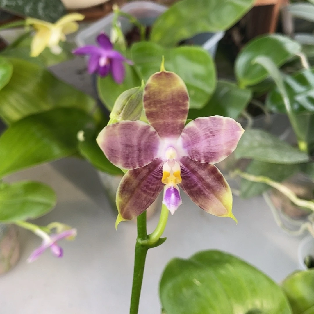 完全开放虎豹2.5寸