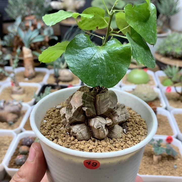 南非龟甲龙带盆福利49