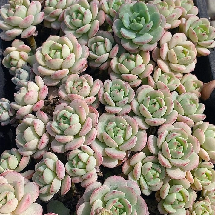 155 多肉植物盆栽花卉