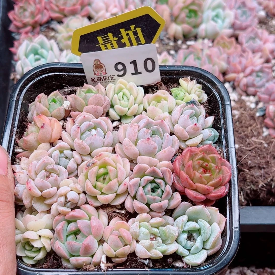 多肉植物多肉植物