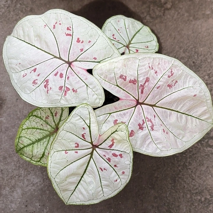 可***？80-0104彩叶芋广东现货