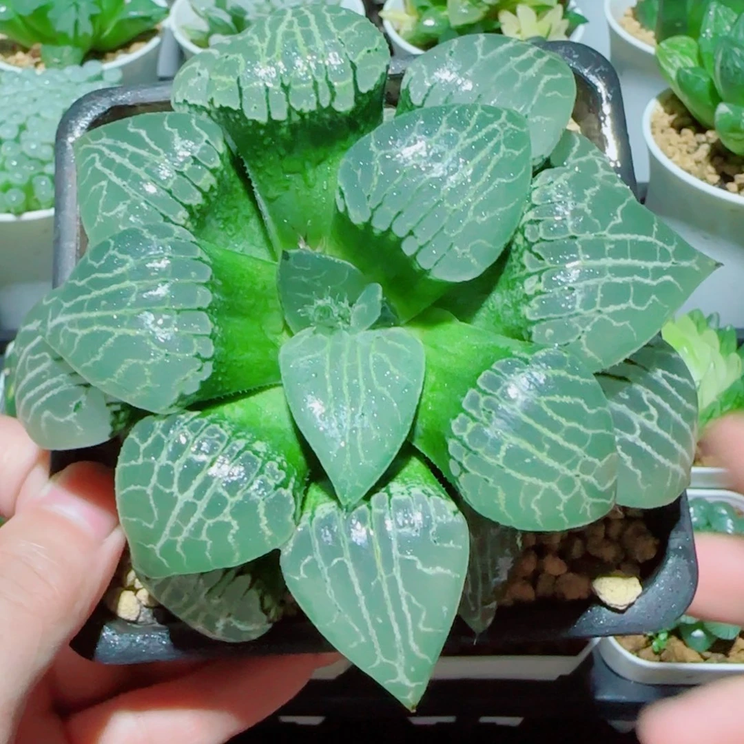 超大号白胖子多肉植物