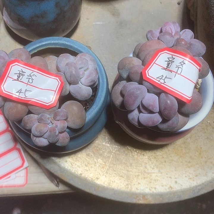 童***爷阿鸡婆家佛祖啦啦本