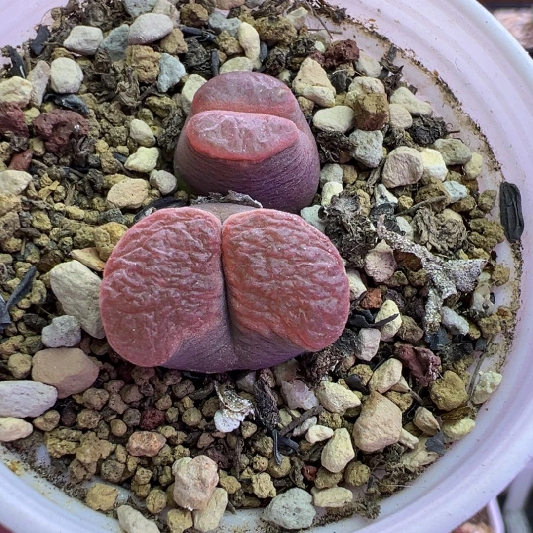 173号磁铁福利。。。。。。