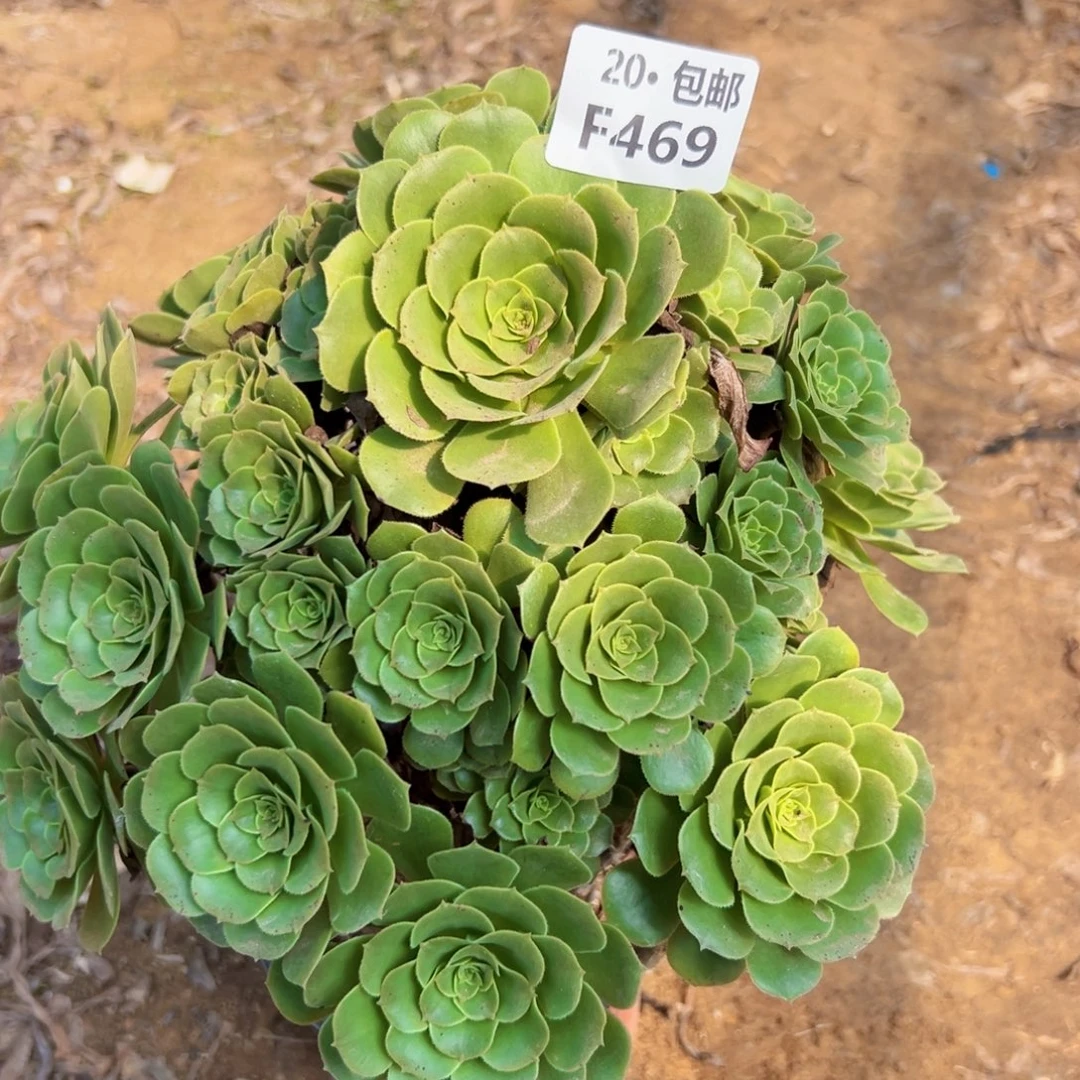 469绿杨蓉，处理，瑕疵，多肉法师