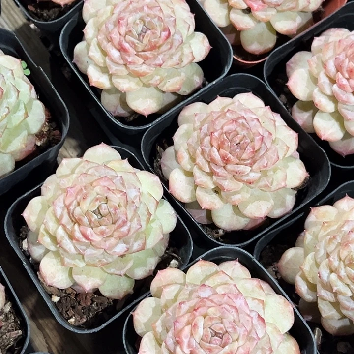 单头         晴初        福利