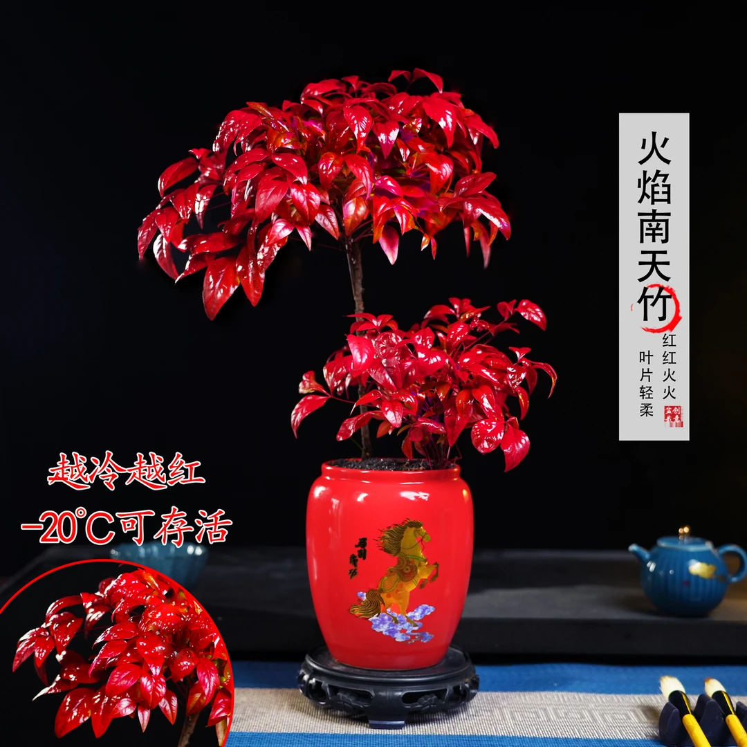 【越冷越红】高低火焰南天竹客厅绿植桌面盆栽好养易活禅意盆景