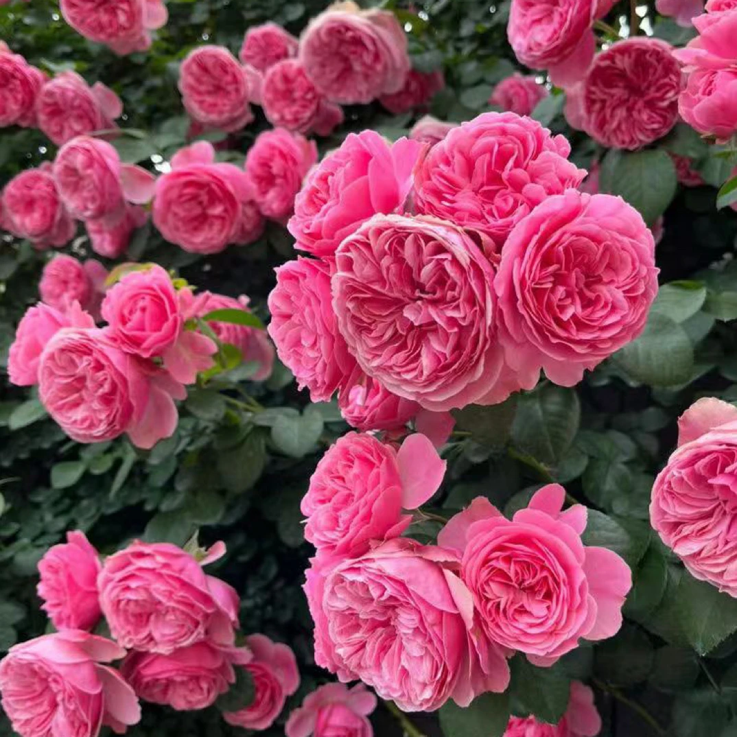 粉色达芬奇藤本月季花苗盆栽特大花浓香四季阳台庭院花卉植物粉达