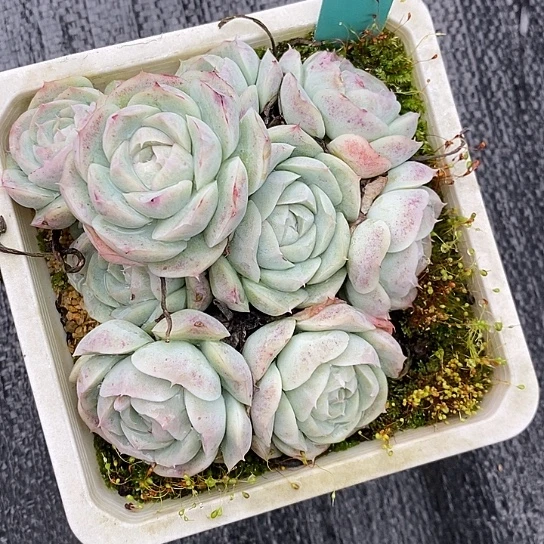 l**a756多肉植物老桩