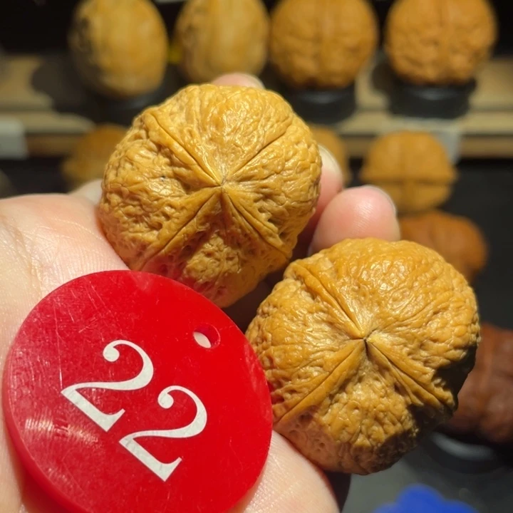 龙蛋36尺寸核桃。