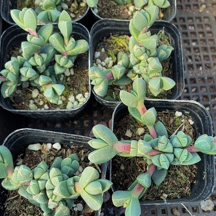 6.5方鹿角海棠带盆