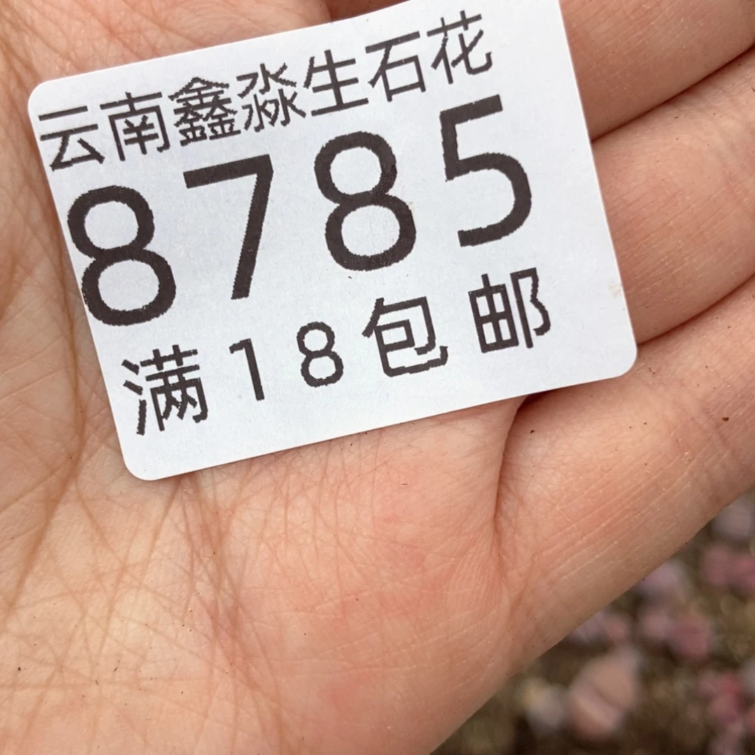 8785特价1盘切糕啦啦啦啦