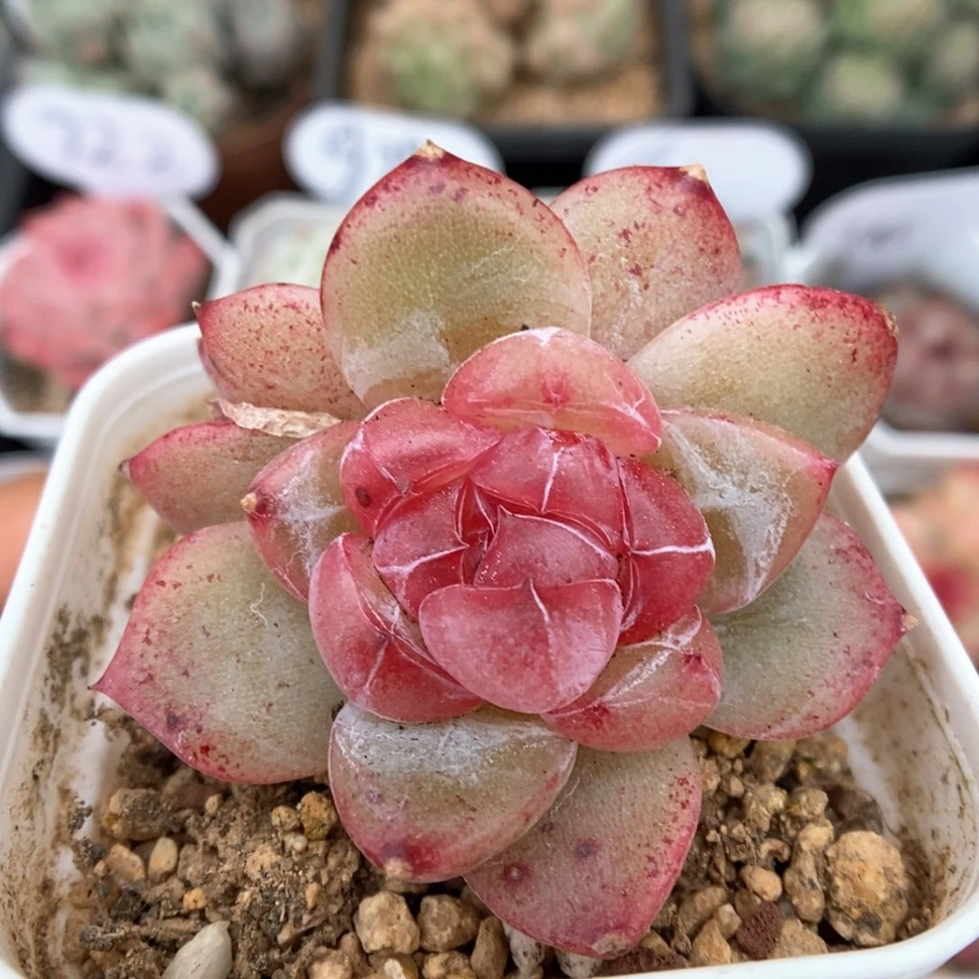 宝石心珍妮双头可拍524号。